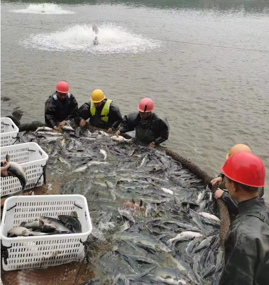 开工大吉7