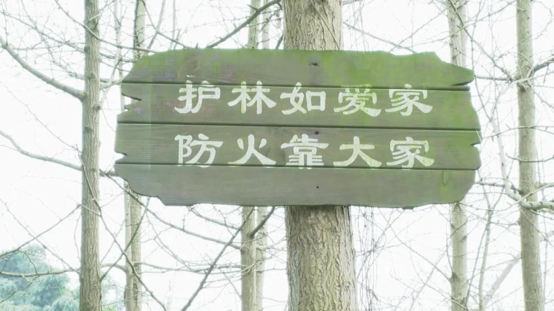 森林防火5