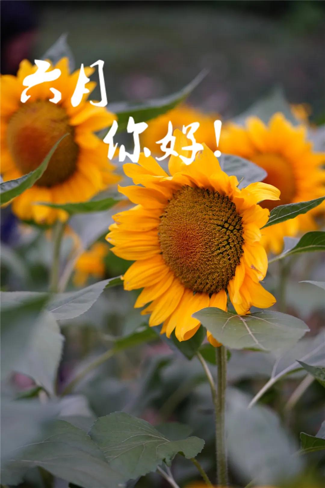 六月,你好!愿所有美好如夏花般绚烂